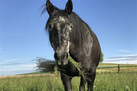 15 Spanish Horse Breeds That Are So Delightful - Horses & Foals