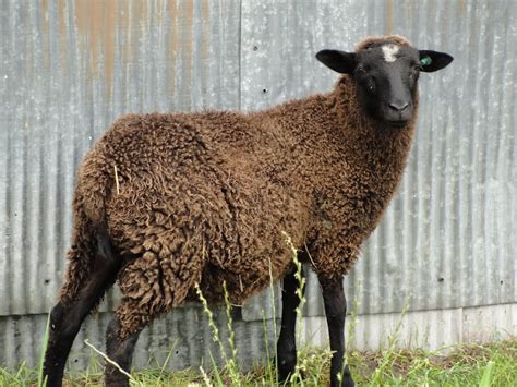 Little Red Oak Farm: Little Rams, Finnsheep, for sale