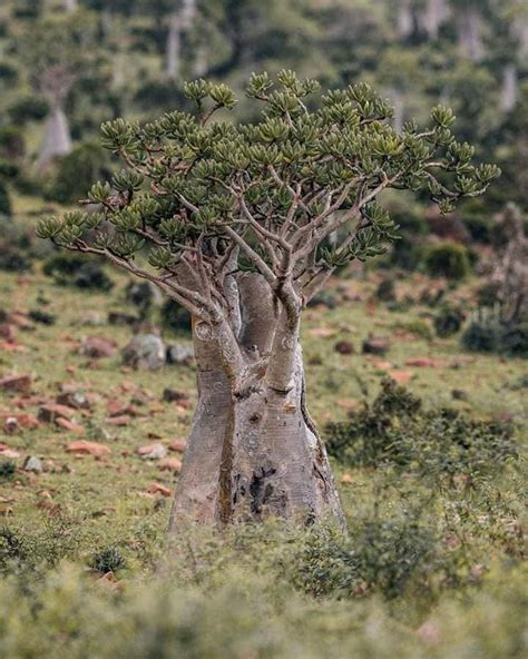 Explore the Flora and Fauna of Socotra Island | by Socotra Pioneer Tours | Aug, 2024 | Medium