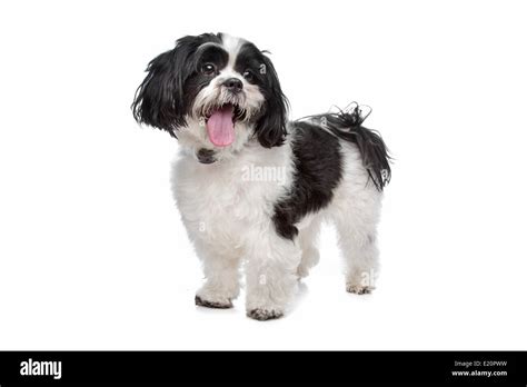 boomer, mixed breed dog Stock Photo - Alamy