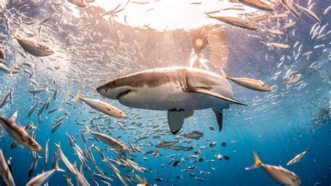 The enigmatic world of sharks