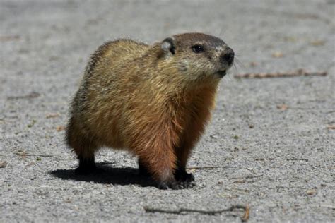 What is a Groundhog? | Information & Facts for Kids | Twinkl