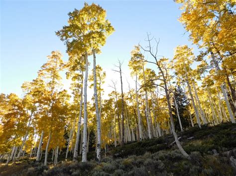 Utah’s Pando aspen grove is the most massive living thing known on ...