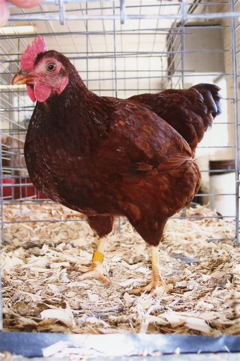 Rhode Island Red - Bantam Chicks for Sale | Cackle Hatchery