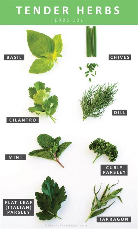 Herbs 101 | Everything you need to know about storing and using fresh herbs, all wrapped into ...