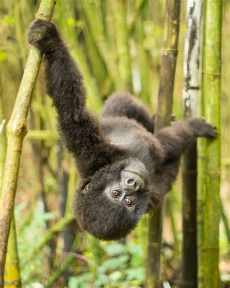 Animal Highlights from the 2013 Nat Geo Traveler Photo Contest ...