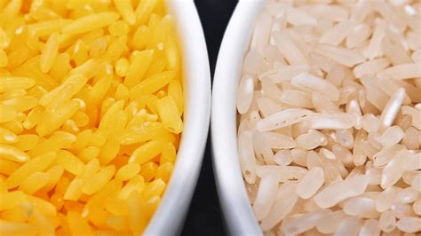 In A Grain Of Golden Rice, A World Of Controversy Over GMO Foods : The Salt : NPR