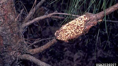 Fusiform Rust Identification, Information, and Control - Tree Removal and Trimming