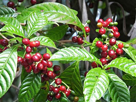 Coffee Plant Care: Growing Guide