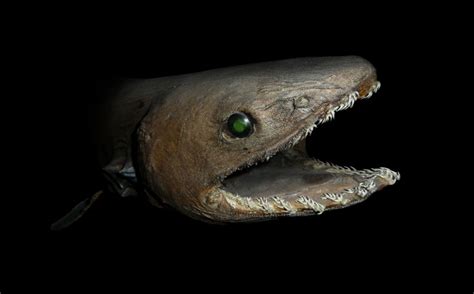 Ancient, toothy shark captured near Australia | Science | AAAS