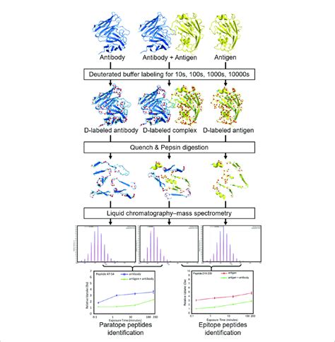 | Overview of a typical workflow for an epitope/paratope mapping HDX-MS ...