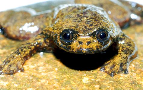 Scientists report discovery of lungless frog in Borneo that breathes through its skin - Taipei Times