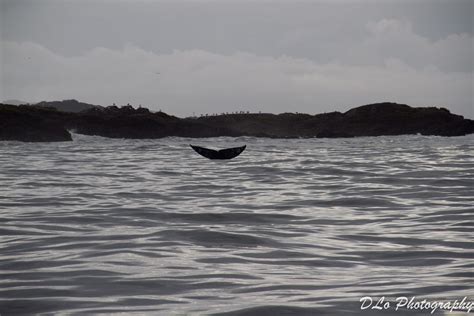 Tonquin Trail, Tofino – The Whale Trail