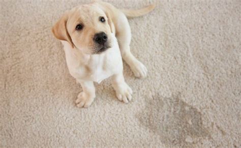 Pet Stain and Odor Removal - Mighty Clean Carpet Care