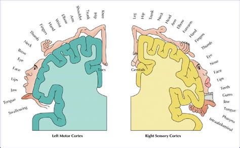 Diagrammatic representation of the somatosensory mapping to the cortex.... | Download Scientific ...