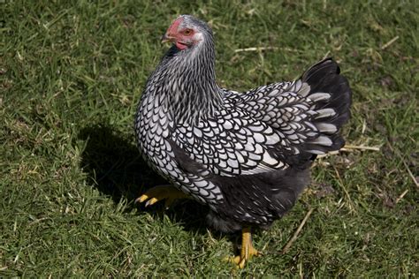 A Chicken Keeper's Blog: Chickens: Top 5 best egg-laying pure breeds