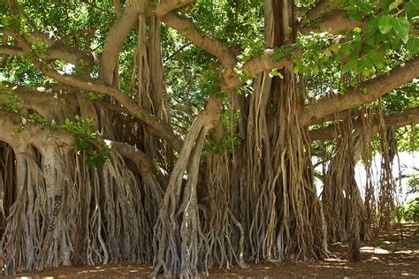 HD wallpaper: brown and green trees during daytime, banyan tree, honolulu, hawaii | Wallpaper Flare