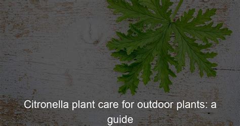 Citronella plant care for outdoor plants: a guide - Citronella Love