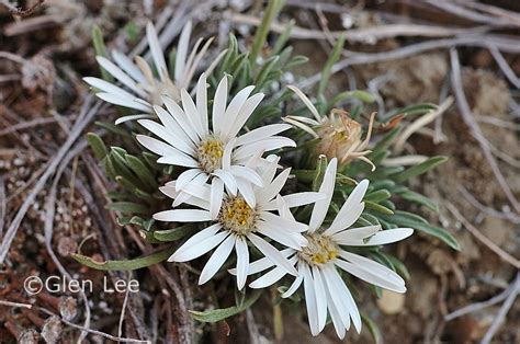 Townsendia exscapa photos Saskatchewan Wildflowers