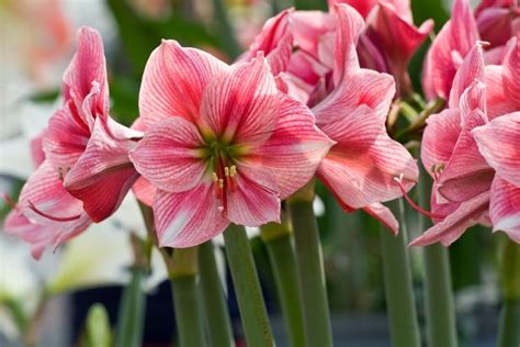 Growing Amaryllis | HGTV