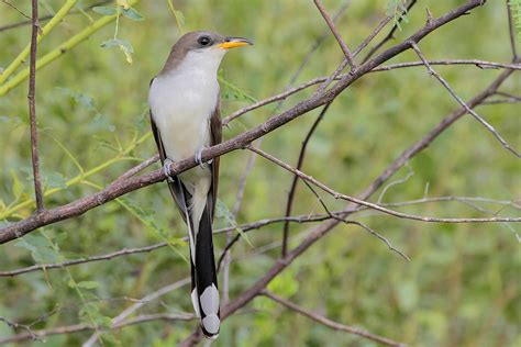 Yellow-billed Cuckoo ⋆ Tucson Audubon