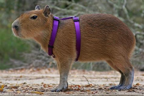 La Naturaleza que nos queda: La fatalidad de una hembra de capibara de Lagoa Rodrigo de Freitas