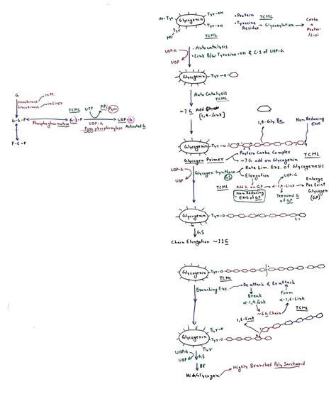 Glycogenesis - TCML - The Charsi of Medical Literature