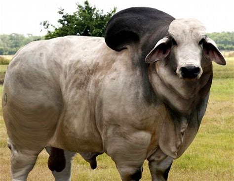 Funny Cows (700&541) | Cows funny, Rare animals, Animals beautiful