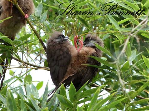 Speckled Mousebird - Animal Experiences At Wingham Wildlife Park In Kent