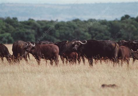 Buffalo herd - Stock Image - Z956/0040 - Science Photo Library