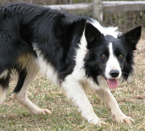 Welsh sheepdog. | Sheepdog breeds, Welsh sheepdog, Sheepdog