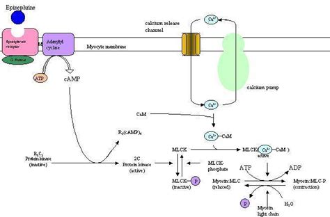 Epinephrine Figure