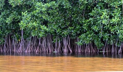 Tempat Wisata Hutan Mangrove Di Indonesia – Tempat Wisata Indonesia