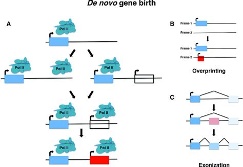 De novo gene birth. Novel genes can emerge from ancestrally non-genic... | Download Scientific ...