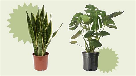 Best Houseplants for Beginners 2022