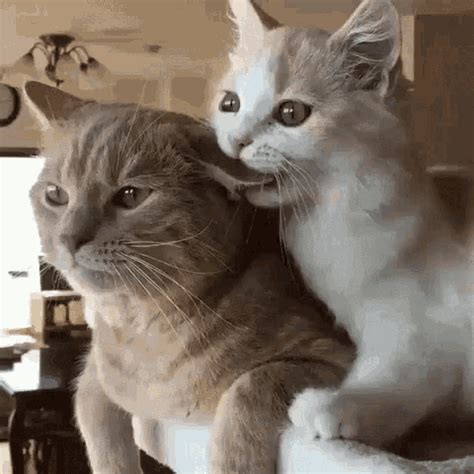 Cat Love Sweet GIF - CatLove Sweet Cuddle - Discover & Share GIFs