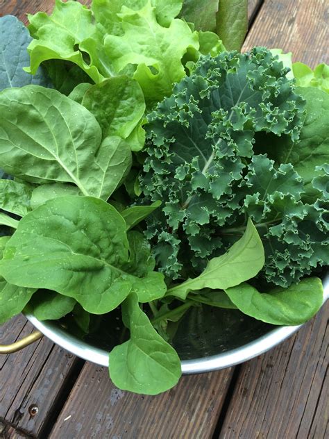 Lettuce and kale from Linda and Ross's garden | Lettuce, Spinach, Vegetables