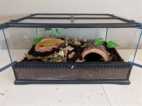 Pacman Frog Care Guide, Habitat Setup, Diet, and Husbandry