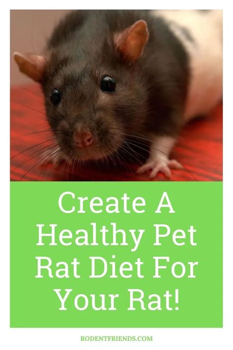 Creating A Healthy Pet Rat Diet For Your Rat! - Rodent Friends | Pet rats, Healthy pets, Rat diet