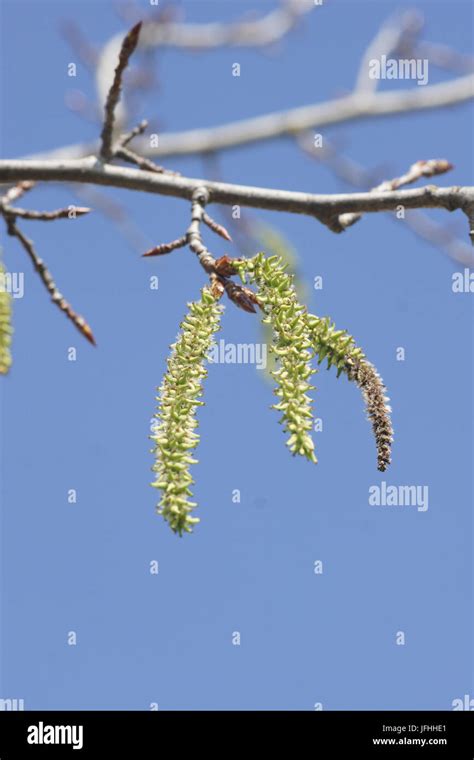 With aspen seeds hi-res stock photography and images - Alamy