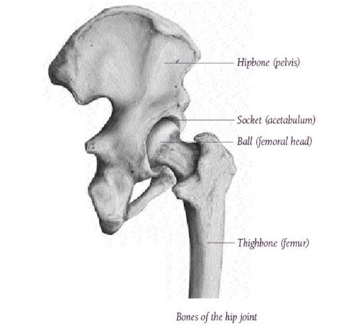 Hip Anatomy, Pictures, Function, Problems & Treatment