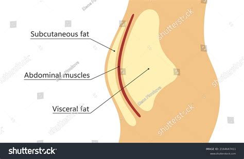 237 Diagram Abdominal Cavity Images, Stock Photos & Vectors | Shutterstock