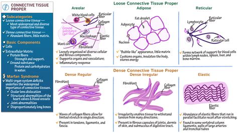 Anatomy & Physiology: Connective Tissue Proper | ditki medical & biological sciences