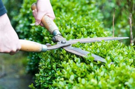 Bush Trimming - Kable Landscaping