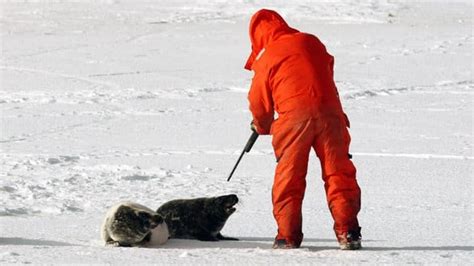 East Coast seal hunt starts amid trade and court challenges | CBC News