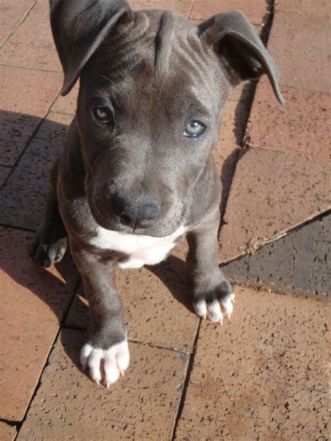 blue staffy pup! "Phoenix" | Dogs. | Pinterest | Blue staffy pups, Staffy pups and Blue staffy