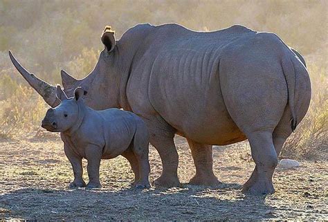 Rhinoceros - Big Five - Southern Africa