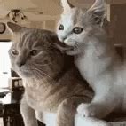 Bite Love You GIF - Bite Love You Cats - Discover & Share GIFs