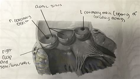 Aortic sinus Diagram | Quizlet