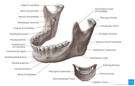 Mandible | Kenhub in 2023 | Skull anatomy, Anatomy, Facial bones